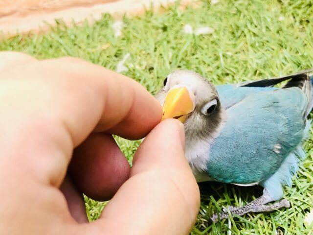 ブルーボタンインコ