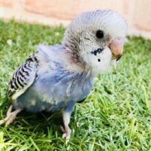 濃い色～がお好きでしょ～♪♪　セキセイインコ