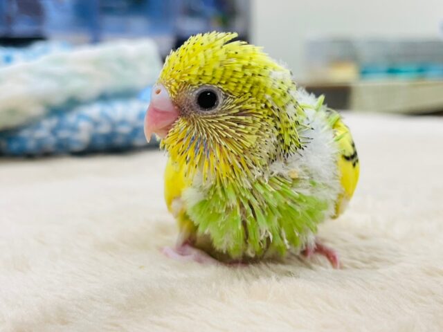 セキセイインコ