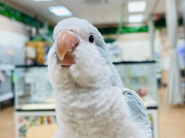 オキナインコ