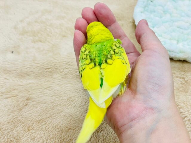 セキセイインコ