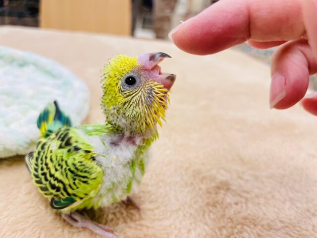 セキセイインコ