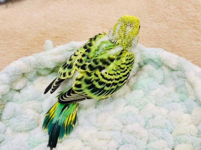 セキセイインコ