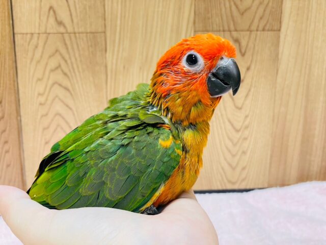 コガネメキシコインコ