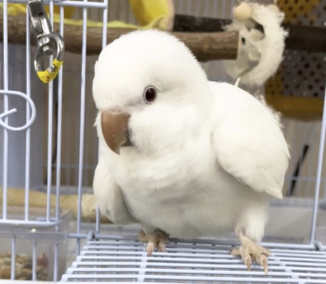 オキナインコ