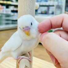【最新画像更新🪄2回餌になりました！】これからどんどん大きくなるよ🌟セキセイインコ（ダブルファクター）ヒナ
