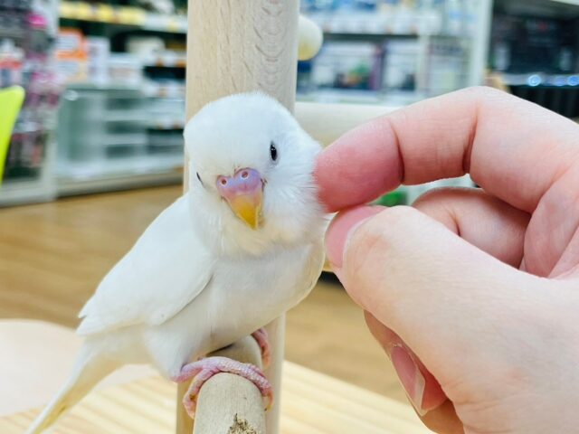 【最新画像更新🪄2回餌になりました！】これからどんどん大きくなるよ🌟セキセイインコ（ダブルファクター）ヒナ