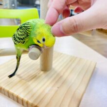 【最新画像更新🪄2回餌になりました⭐︎】表情豊かで可愛すぎ💓セキセイインコ（オパーリン）ヒナ