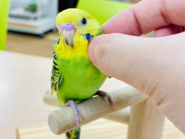 セキセイインコ