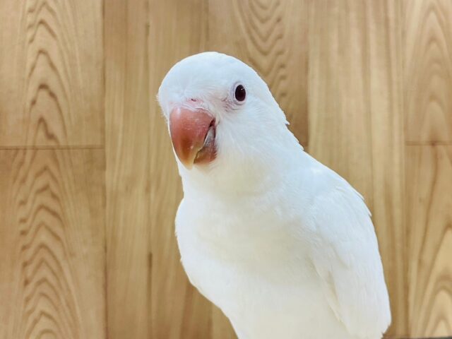 オキナインコ