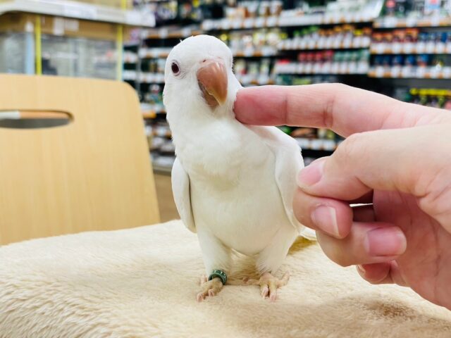 オキナインコ