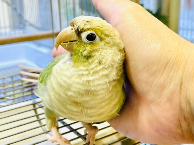 ホオミドリウロコインコ