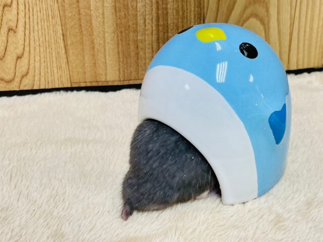 ゴールデンハムスター