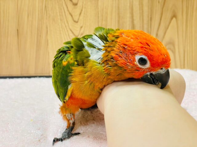 コガネメキシコインコ