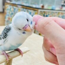 【最新画像更新🪄1人餌になりました⭐︎】模様多めの羽色が素敵💓セキセイインコ（ハルクイン）小山