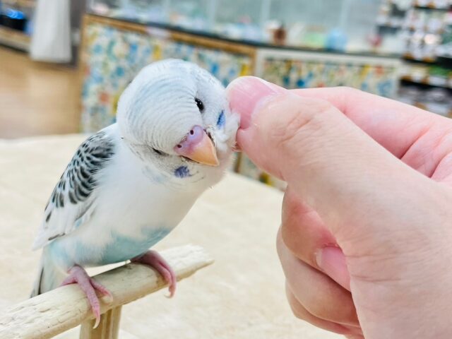 【最新画像更新🪄1人餌になりました⭐︎】模様多めの羽色が素敵💓セキセイインコ（ハルクイン）小山