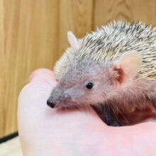 【最新動画更新🪄】ゆっくりまったりのびのびと…🦔♡ヒメハリテンレック