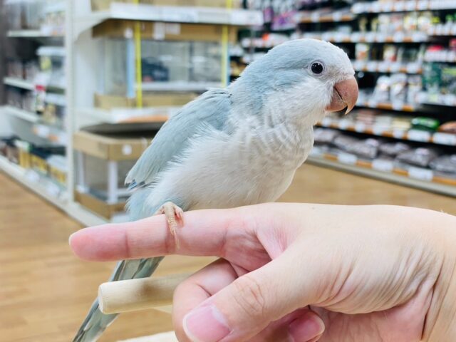 オキナインコ