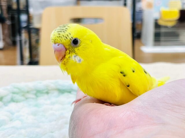 セキセイインコ