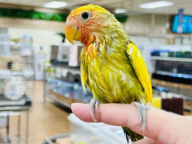 コザクラインコ（小桜インコ）