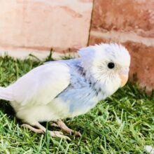 晴れ渡る空のように澄んだ子⛅　セキセイインコ