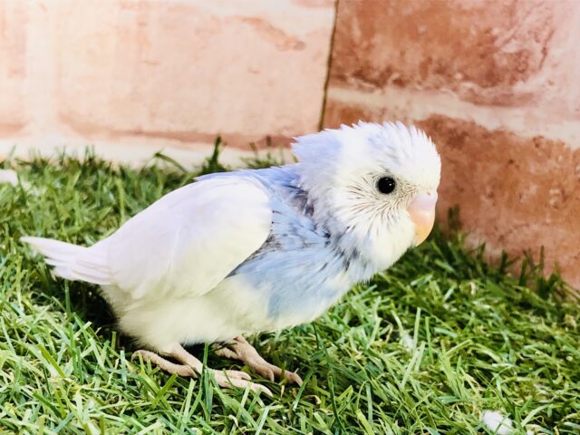 晴れ渡る空のように澄んだ子⛅　セキセイインコ