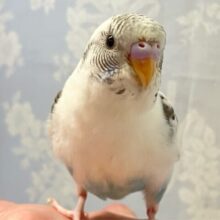 ✨️最新画像✨️パンダな雰囲気に潜んだ青空！🐼ྀི☁️🫧セキセイインコ(白色ハルクイン2024年7月生まれ)