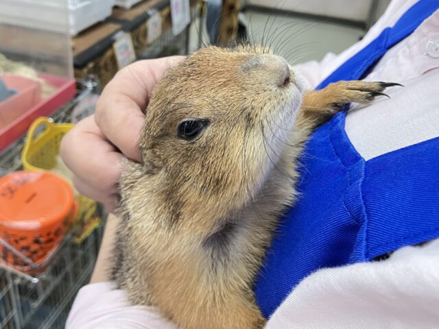 プレーリードッグ