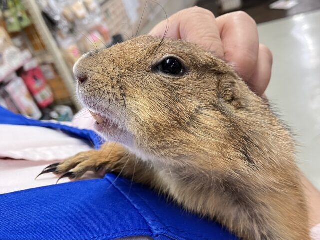 プレーリードッグ