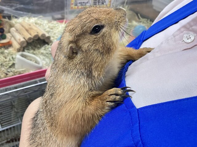 プレーリードッグ