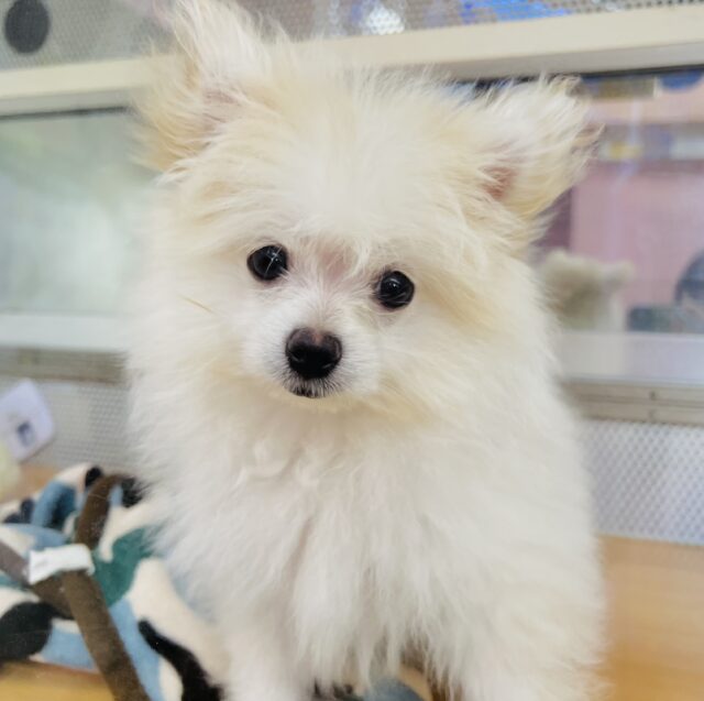 ポメペキ（ペキポメ）