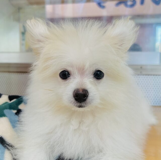 ポメペキ（ペキポメ）