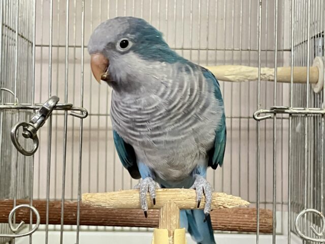 オキナインコ