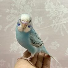 ✨最新画像✨ラムネドレスで爽やかでシュワよ〜🩵🧊セキセイインコ(ブルースパングル2024年7月生まれ)