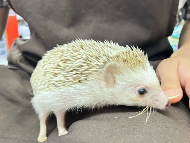 ハリネズミ（ヨツユビハリネズミ）