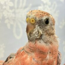 ✨️最新画像✨️ホットなピンクちゃんだよぉ🍑💞アキクサインコ (ローズ2024年5月生まれ)