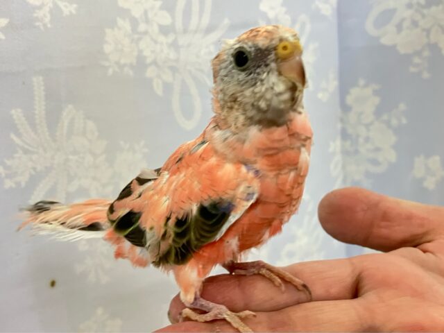 アキクサインコ（秋草インコ）