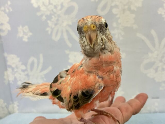 アキクサインコ（秋草インコ）