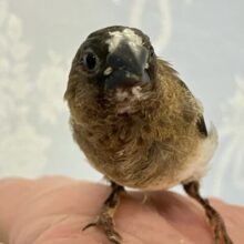 ✨️最新画像✨️フォンデュしちゃった？！😛Darkなちょこれいと🍫💓十姉妹(2024年6月生まれ)