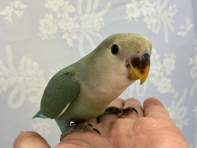 コザクラインコ（小桜インコ）