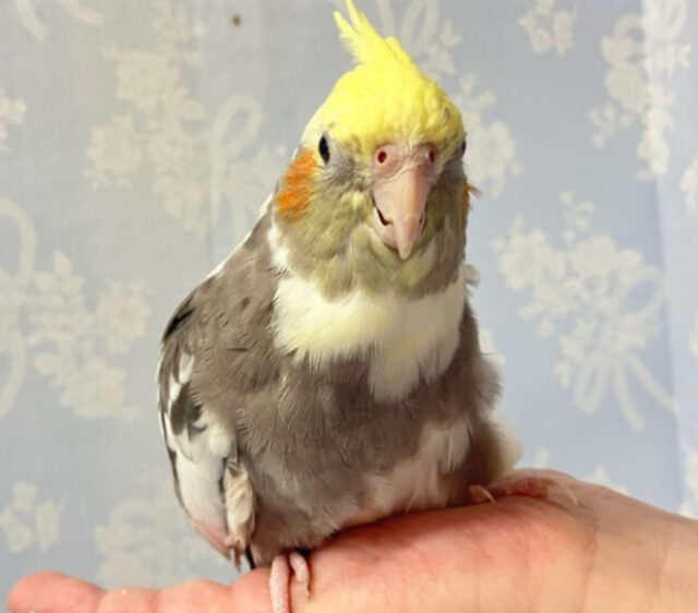 モフモフたまらん💛‎🤍オカメインコ(パイド) 2024年3月生まれ