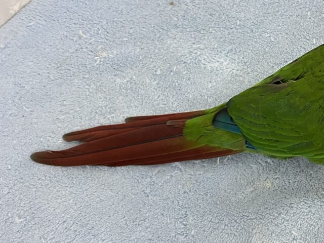 ホオミドリウロコインコ