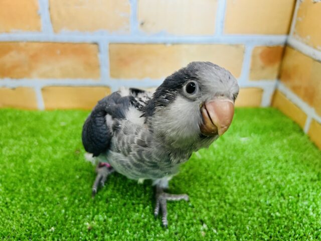 オキナインコ