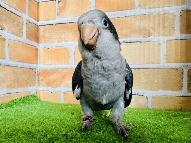 オキナインコ