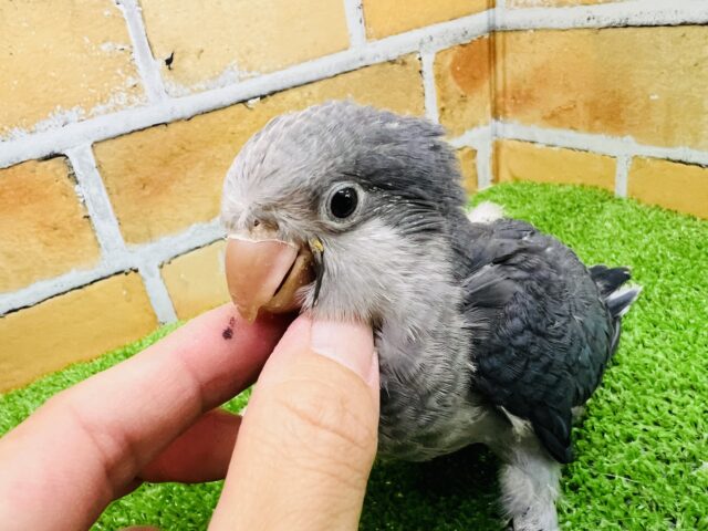 オキナインコ