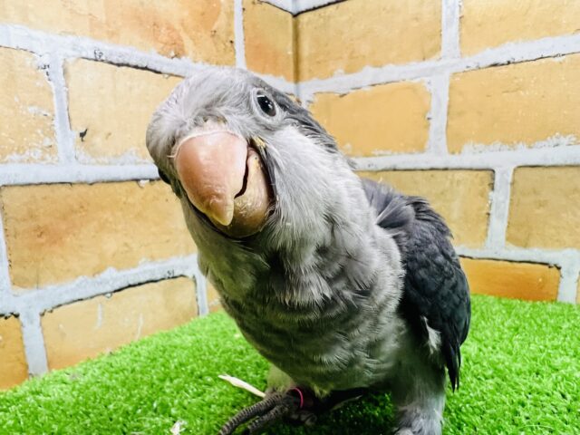 カッコいいカラーだけど甘々ちゃん♡オキナインコ（）