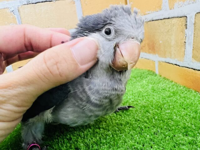 オキナインコ