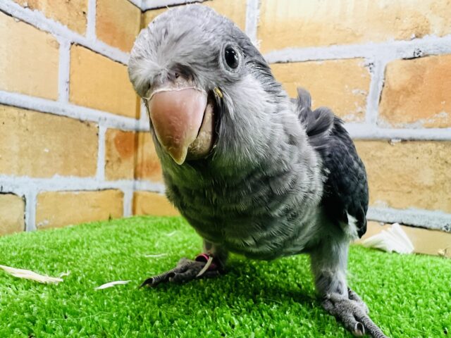 オキナインコ