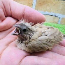 バイブレーション機能つき⁈色変わりキンカ鳥の雛〜