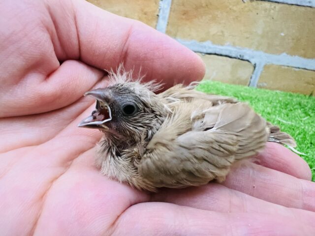 バイブレーション機能つき⁈色変わりキンカ鳥の雛〜